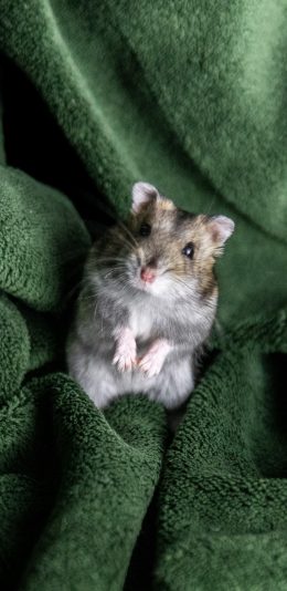 [2436x1125]宠物 饲养 毛毯 仓鼠 苹果手机壁纸图片