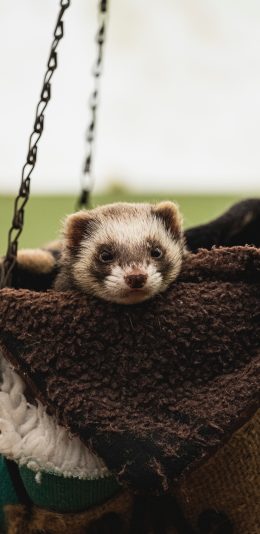 [2436x1125]宠物 饲养 貂 吊床 苹果手机壁纸图片