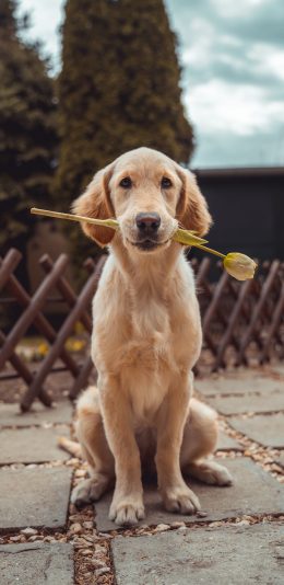 [2436x1125]宠物 鲜花 郁金香 拉布拉多 苹果手机壁纸图片