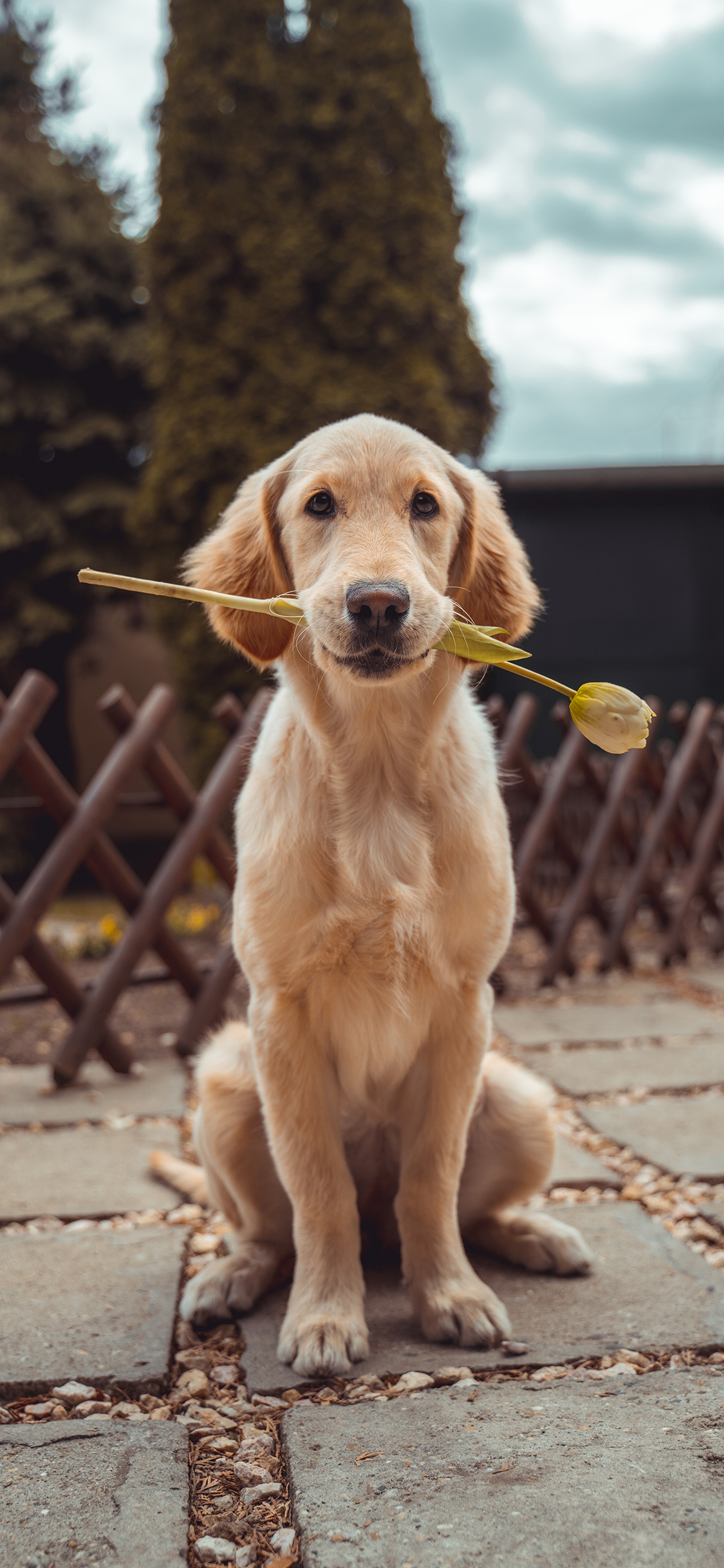 [2436×1125]宠物 鲜花 郁金香 拉布拉多 苹果手机壁纸图片