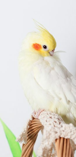 [2436x1125]宠物 鸟 玄凤鹦鹉 漂亮 苹果手机壁纸图片