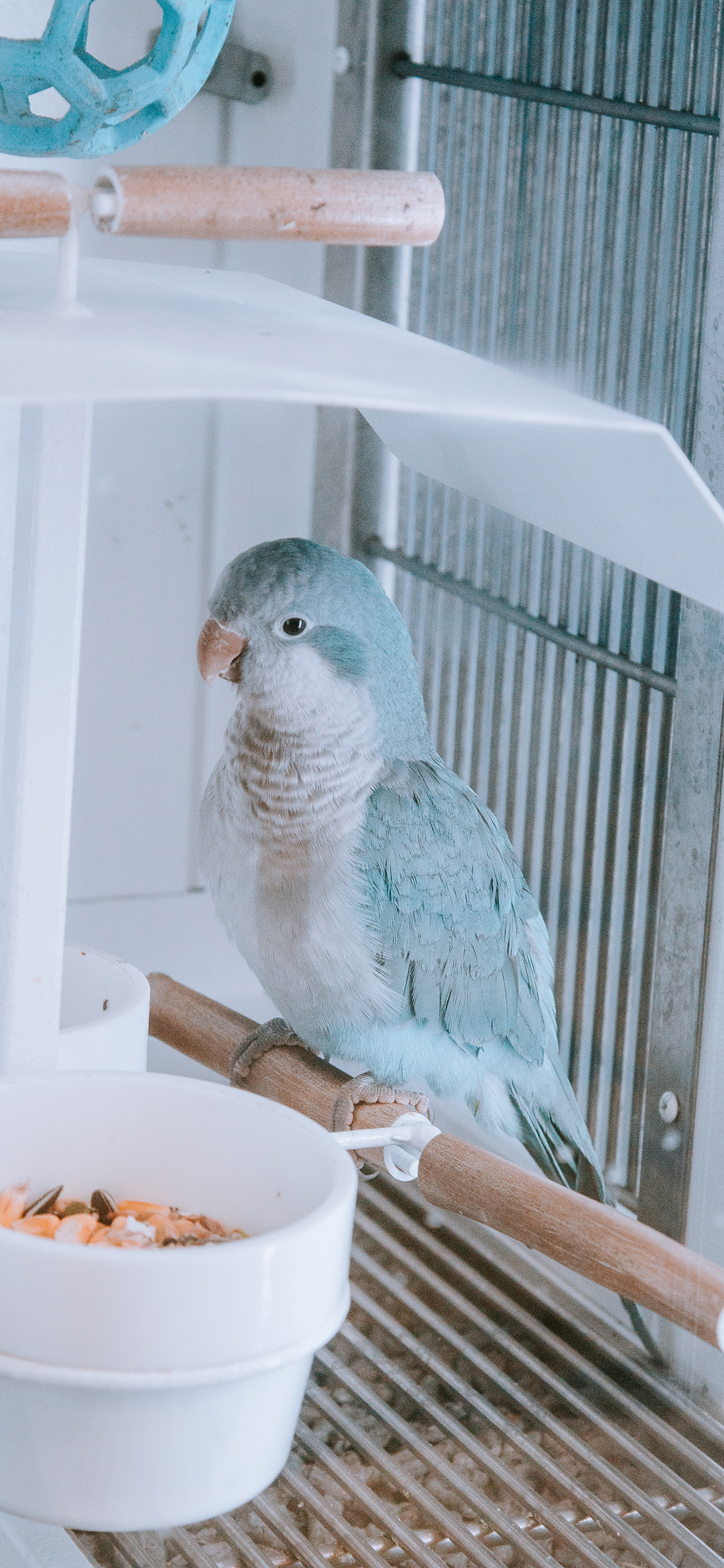 [2436×1125]宠物 鸟笼 鸟类 饲料 苹果手机壁纸图片