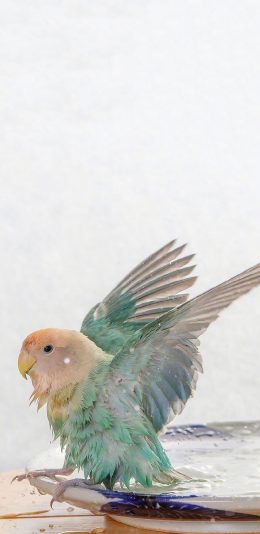 [2436x1125]宠物 鸟类 鹦鹉 羽毛 渐变 苹果手机壁纸图片
