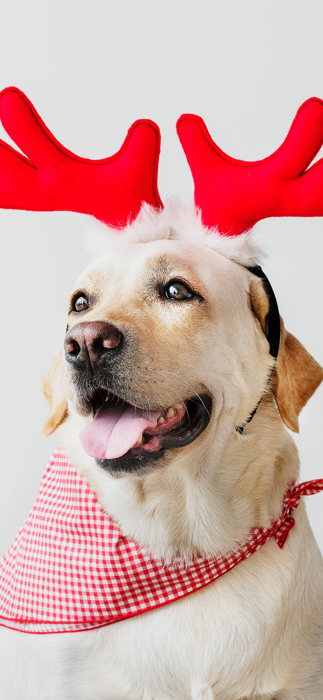 [2436×1125]宠物 鹿角 升到 围巾 犬类 拉布拉多 苹果手机壁纸图片