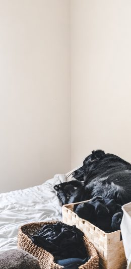 [2436x1125]宠物 黑狗 家居 简洁 苹果手机壁纸图片