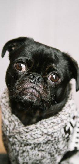 [2436x1125]宠物 黑狗 巴哥 毛衣 苹果手机壁纸图片