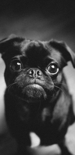[2436x1125]宠物 黑狗 斗牛 大眼 苹果手机壁纸图片