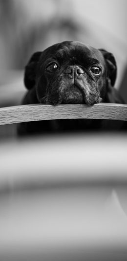 [2436x1125]宠物 黑狗 斗牛 灰白 苹果手机壁纸图片