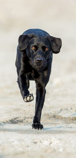[2436x1125]宠物 黑狗 行走 苹果手机壁纸图片