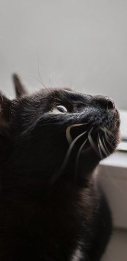 [2436x1125]宠物 黑猫 猫须 窗台 苹果手机壁纸图片