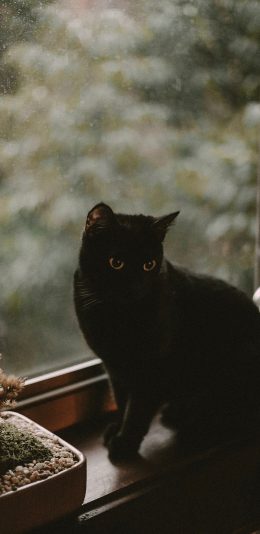 [2436x1125]宠物 黑猫 窗台 盆栽 苹果手机壁纸图片