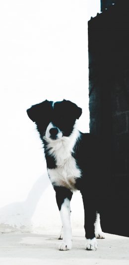 [2436x1125]宠物 黑白  狗 站立 苹果手机壁纸图片