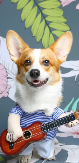 [2436x1125]宠物写真 柯基犬 尤克里里 苹果手机壁纸图片