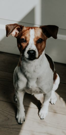 [2436x1125]宠物狗 丹麦 瑞典 农场犬 苹果手机壁纸图片