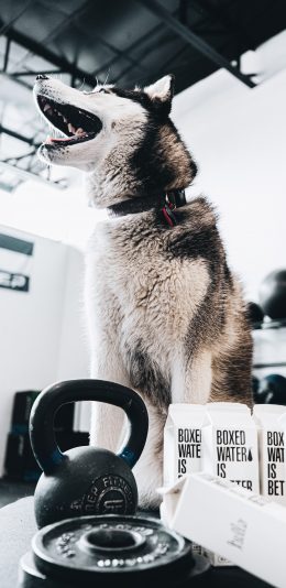 [2436x1125]宠物狗 二哈 哈士奇 汪星人 苹果手机壁纸图片