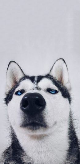 [2436x1125]宠物狗 二哈 哈士奇 汪星人（取自站酷网：超级何某某） 苹果手机壁纸图片