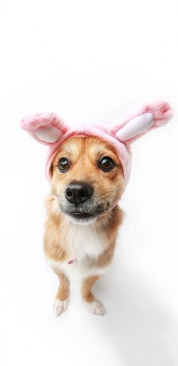 [2436x1125]宠物狗 兔耳朵 写真 呆萌 苹果手机壁纸图片