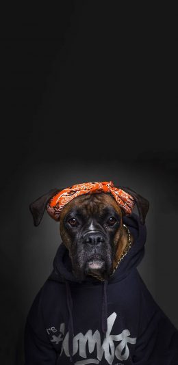 [2436x1125]宠物狗 写真 卫衣 头巾 滑稽 苹果手机壁纸图片