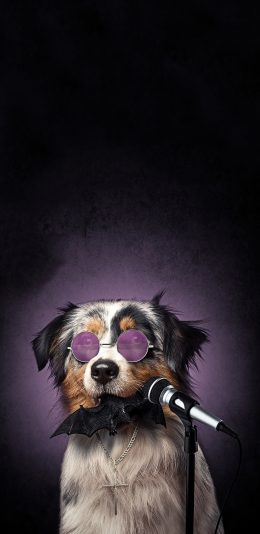 [2436x1125]宠物狗 写真 墨镜 话筒 创意 苹果手机壁纸图片