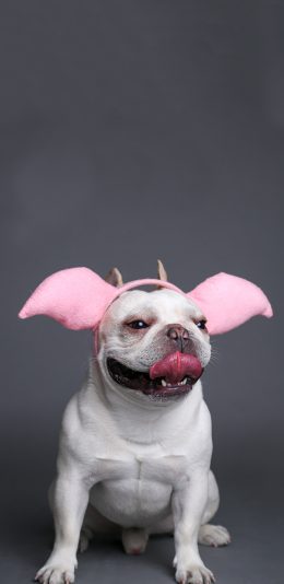 [2436x1125]宠物狗 写真 斗牛犬 蠢萌 苹果手机壁纸图片