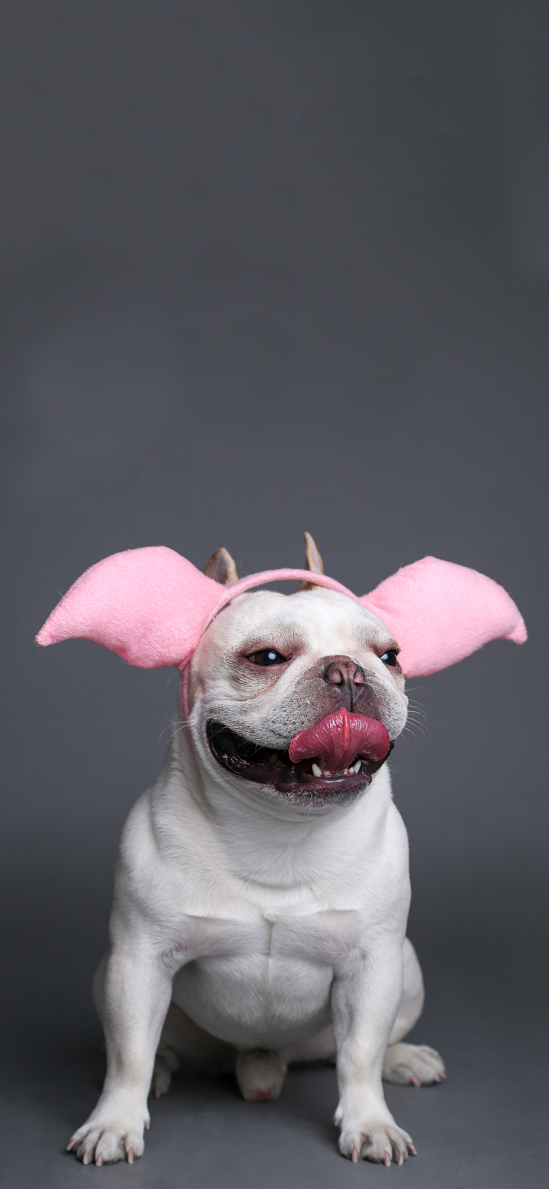 [2436×1125]宠物狗 写真 斗牛犬 蠢萌 苹果手机壁纸图片