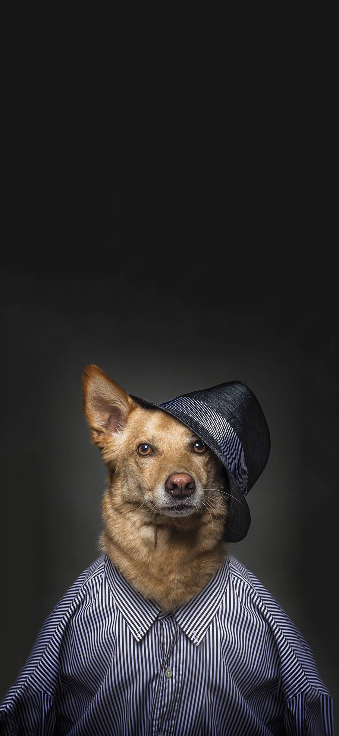 [2436×1125]宠物狗 写真 服装 帽子 苹果手机壁纸图片