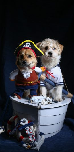 [2436x1125]宠物狗 写真 服装 航海 创意 苹果手机壁纸图片