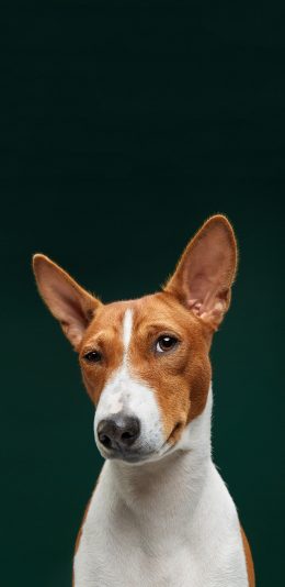 [2436x1125]宠物狗 写真 立耳 可爱 苹果手机壁纸图片