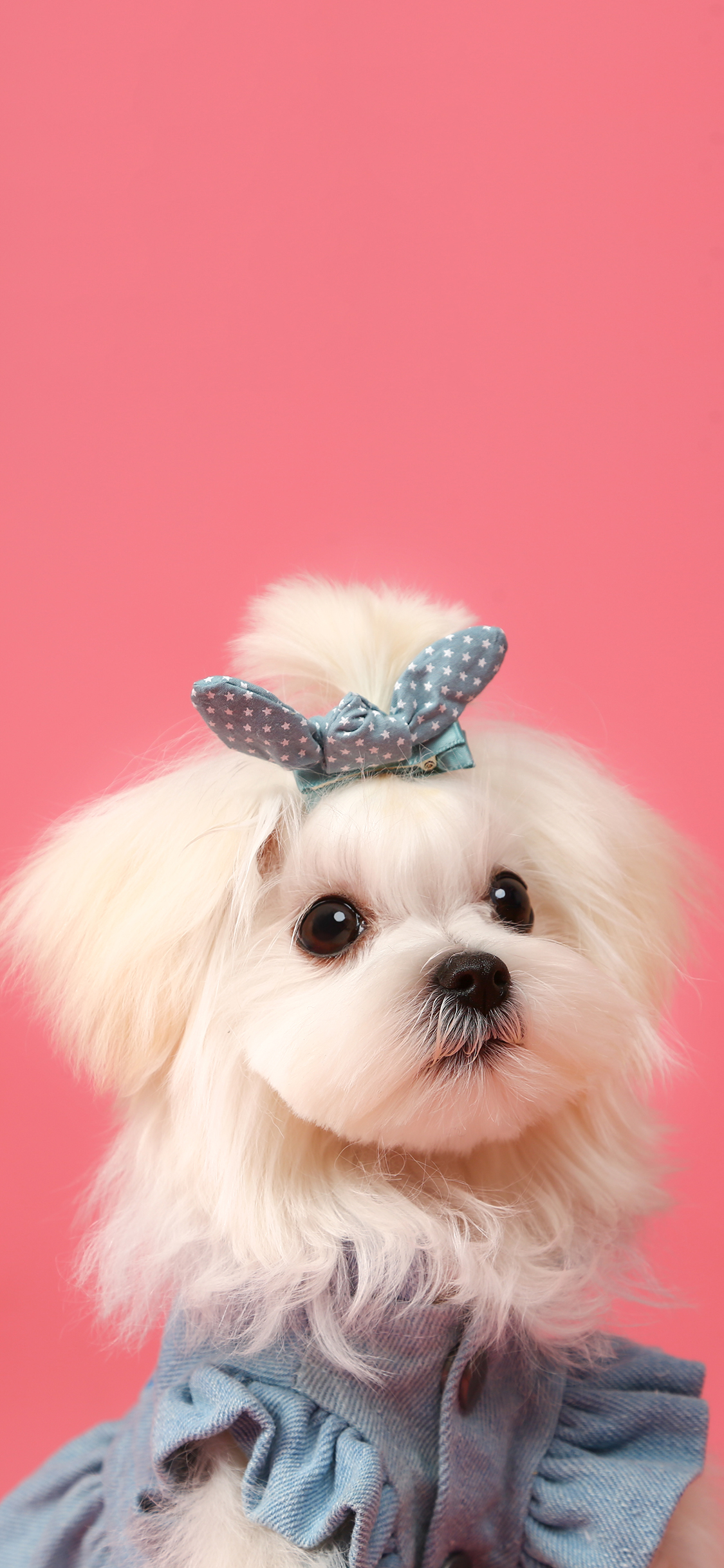 [2436×1125]宠物狗 写真 衣服 可爱 苹果手机壁纸图片