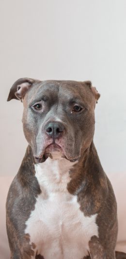 [2436x1125]宠物狗 凶猛 恶霸犬 汪星人 苹果手机壁纸图片