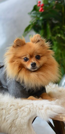 [2436x1125]宠物狗 博美犬 写真 汪星人 苹果手机壁纸图片