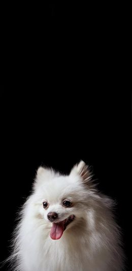 [2436x1125]宠物狗 博美犬 白色 可爱 苹果手机壁纸图片