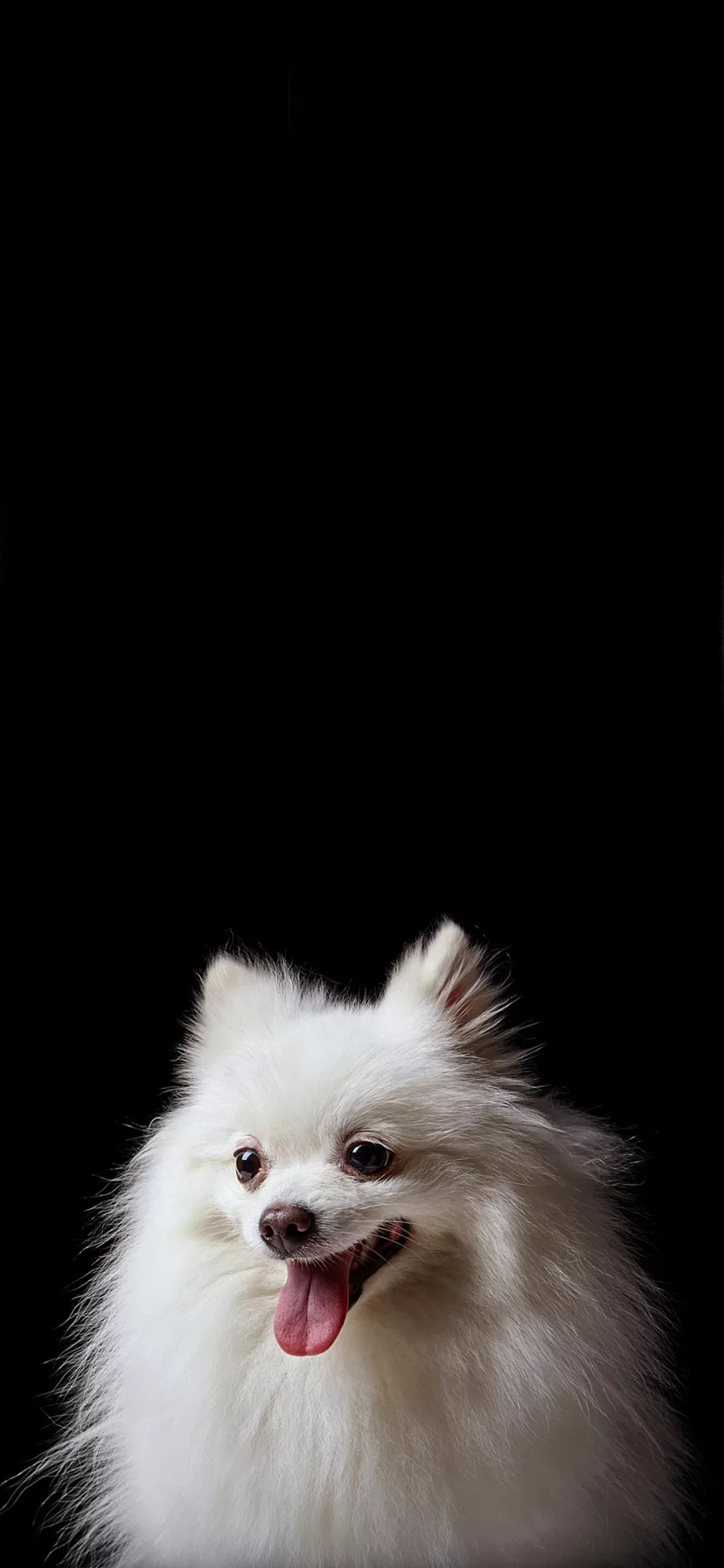 [2436×1125]宠物狗 博美犬 白色 可爱 苹果手机壁纸图片