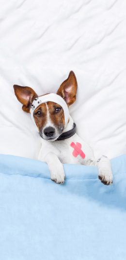 [2436x1125]宠物狗 可爱 写真 绷带 苹果手机壁纸图片
