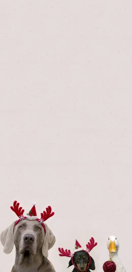 [2436x1125]宠物狗 可爱 汪星人 圣诞头箍 苹果手机壁纸图片