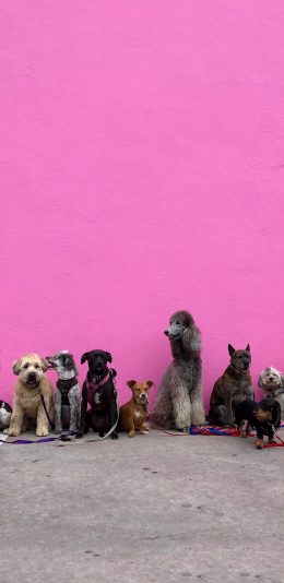 [2436x1125]宠物狗 合照 贵宾 可爱 苹果手机壁纸图片