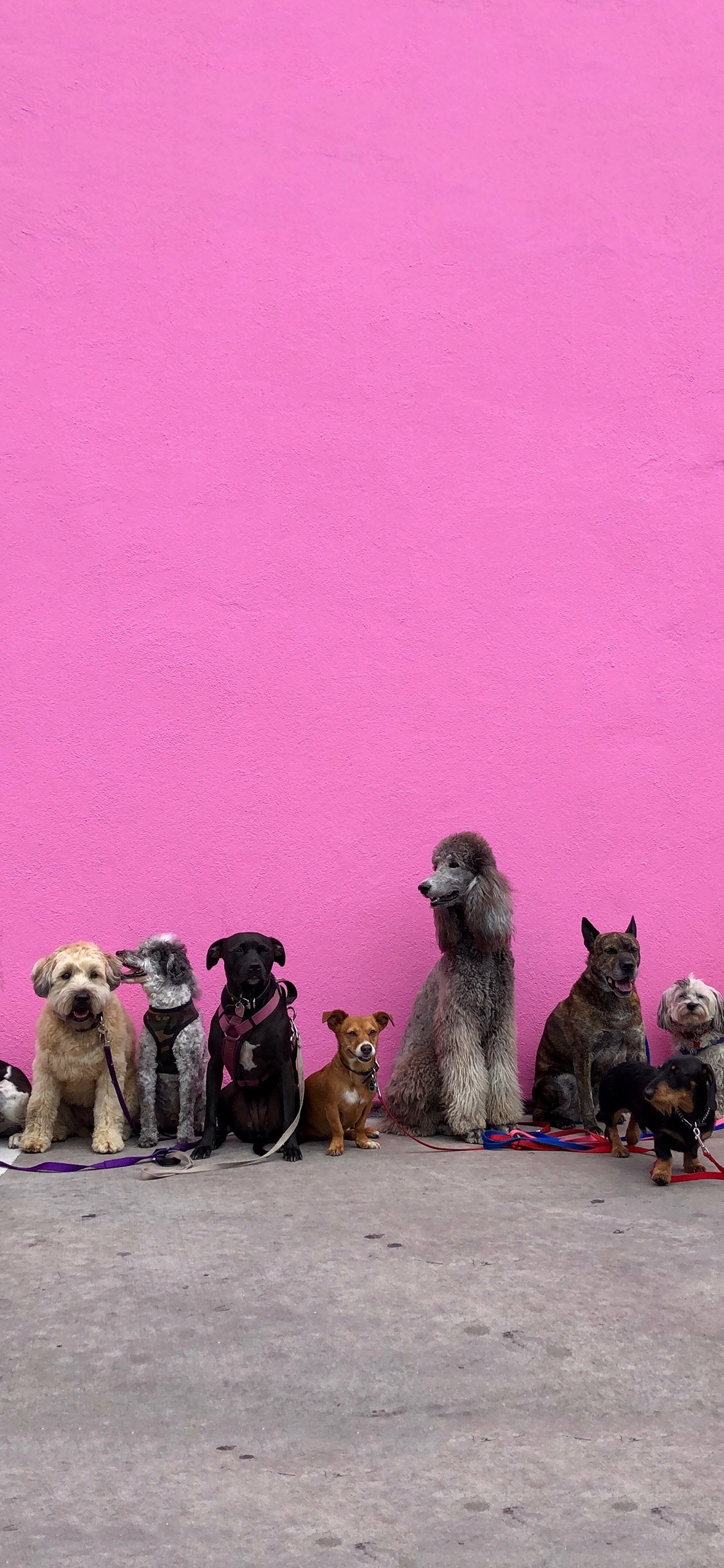 [2436×1125]宠物狗 合照 贵宾 可爱 苹果手机壁纸图片