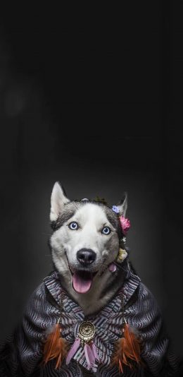 [2436x1125]宠物狗 哈士奇 写真 呆萌 苹果手机壁纸图片