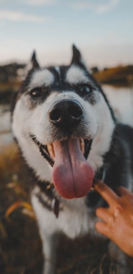 [2436x1125]宠物狗 哈士奇 可爱 二哈 苹果手机壁纸图片