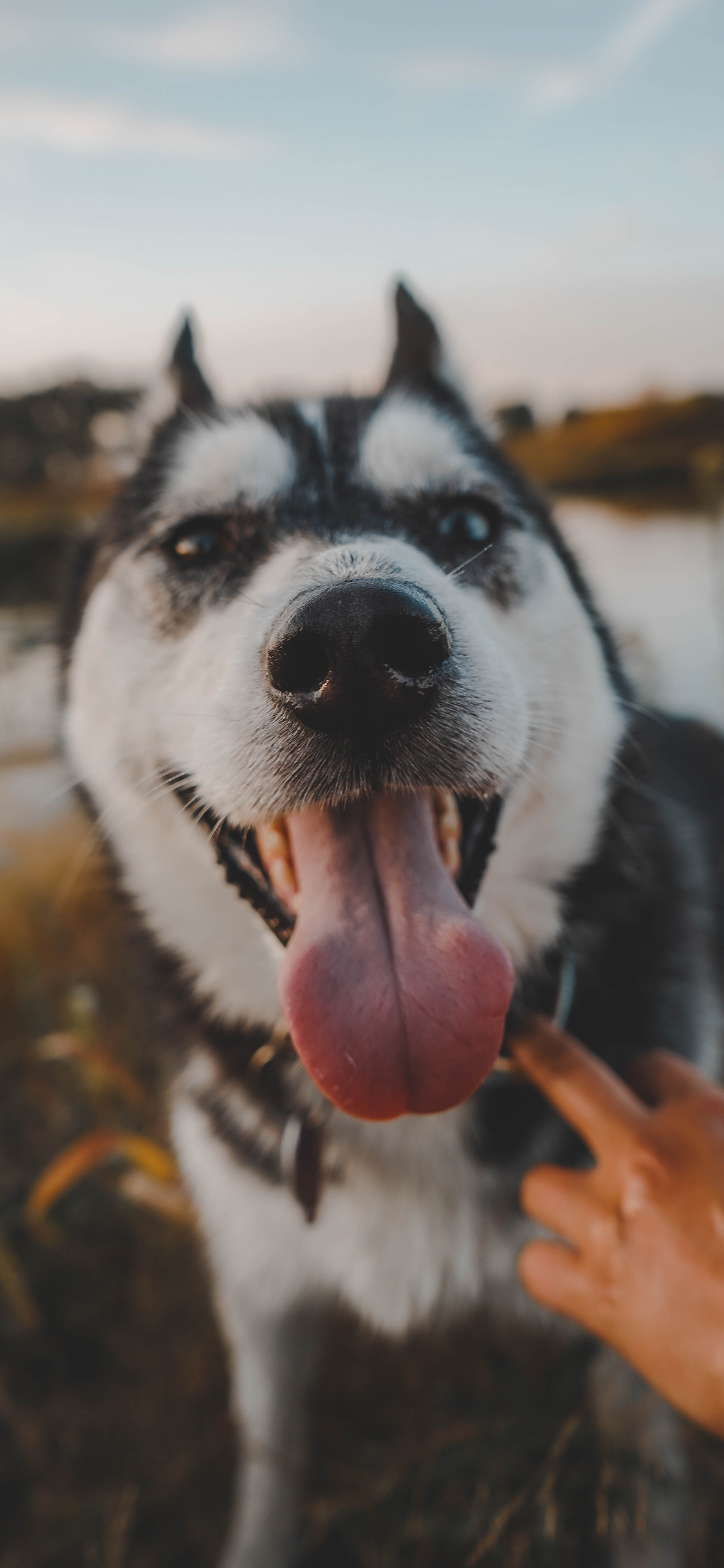 [2436×1125]宠物狗 哈士奇 可爱 二哈 苹果手机壁纸图片