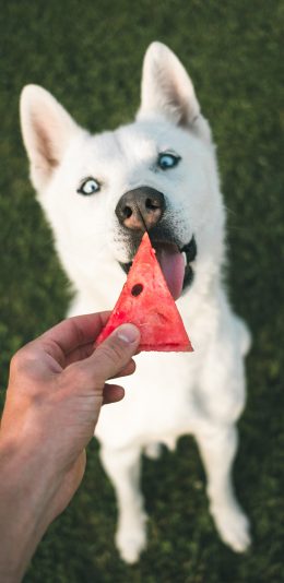 [2436x1125]宠物狗 哈士奇 吃西瓜 可爱 苹果手机壁纸图片