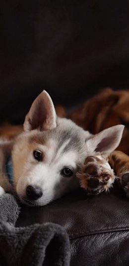 [2436x1125]宠物狗 哈士奇 幼犬 可爱 苹果手机壁纸图片