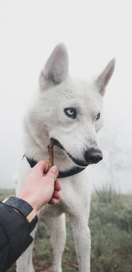 [2436x1125]宠物狗 哈士奇 白色 二哈 苹果手机壁纸图片