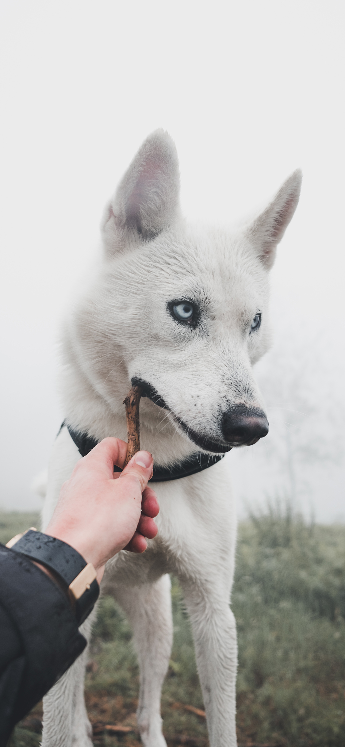 [2436×1125]宠物狗 哈士奇 白色 二哈 苹果手机壁纸图片