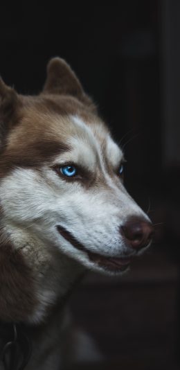 [2436x1125]宠物狗 哈士奇 蓝眼睛 呆萌 苹果手机壁纸图片