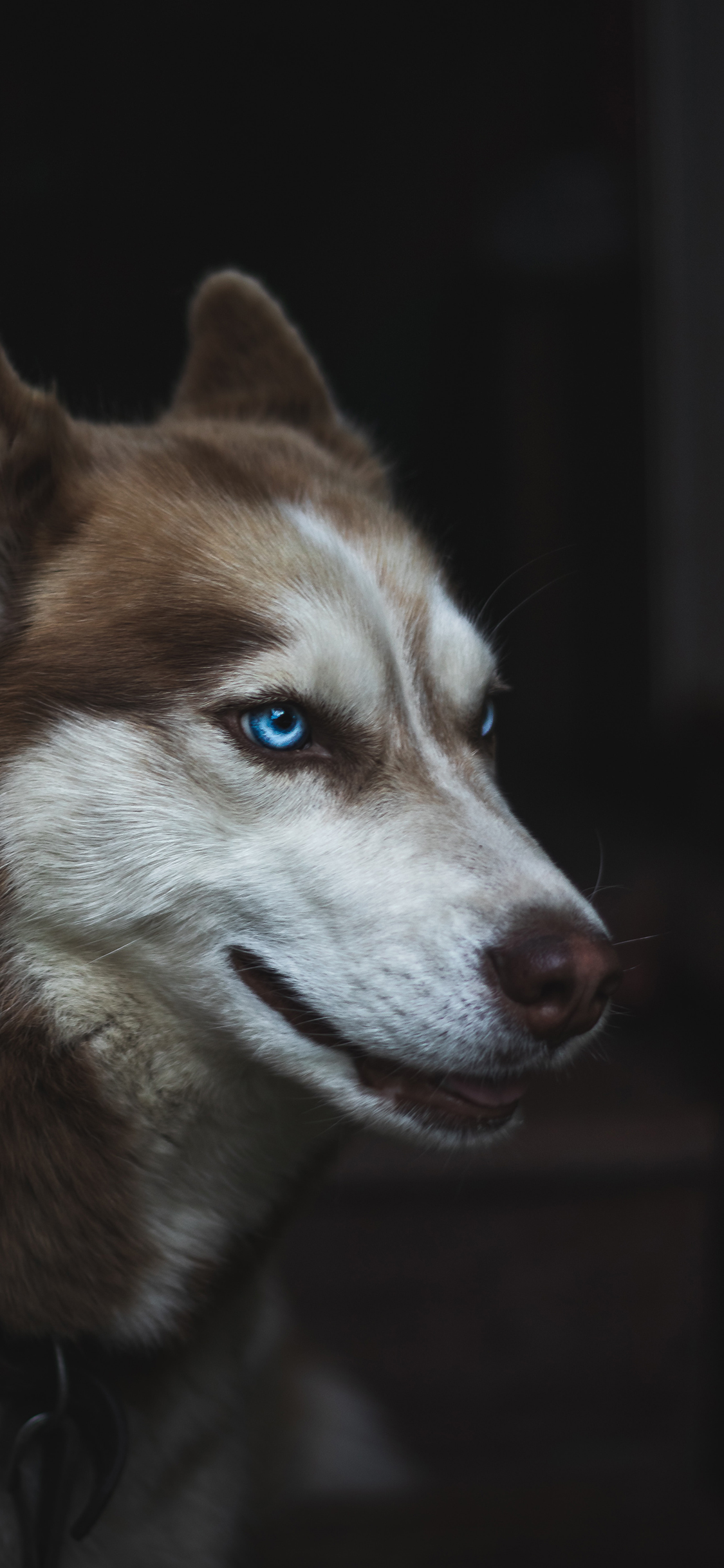 [2436×1125]宠物狗 哈士奇 蓝眼睛 呆萌 苹果手机壁纸图片