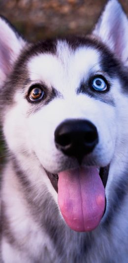 [2436x1125]宠物狗 哈奇士 异瞳 可爱 苹果手机壁纸图片