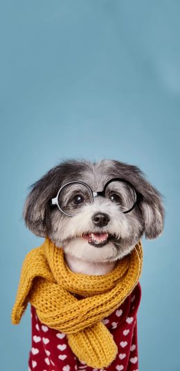 [2436x1125]宠物狗 哈威那犬 写真 苹果手机壁纸图片