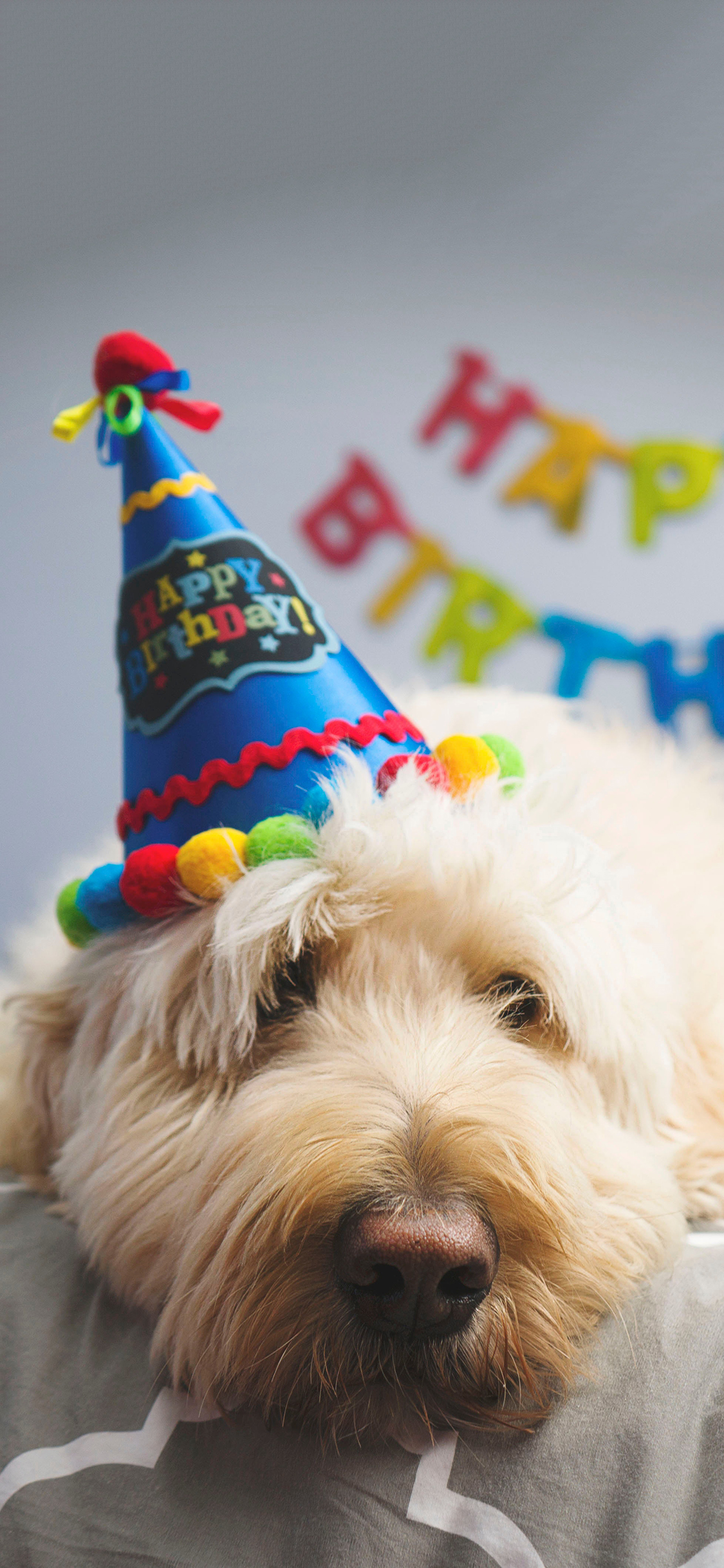 [2436×1125]宠物狗 哈巴狗 汪星人 生日帽 苹果手机壁纸图片