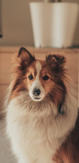 [2436x1125]宠物狗 喜乐蒂 品种 聪明 汪星人 苹果手机壁纸图片